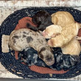 Goldendoodle Puppies from Penny Lane’s Doodles