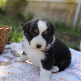 Girl 2 - Black tri-color female Australian Shepherd puppy in Bagley, Iowa from Diamond M Aussies