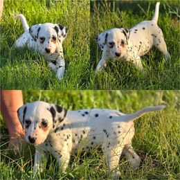 Paul - White and black male Dalmatian puppy in Neosho, Missouri from County-Line Critters