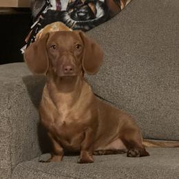 Knola - Dachshund