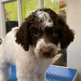 Anna - Phantom female Poodle puppy in Huntsville, Alabama from Flint River Poodles