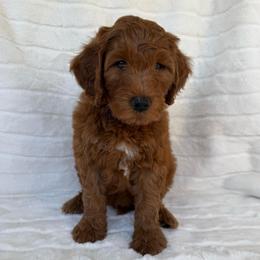 Makani ( Brown collar boy) - Red  male Goldendoodle puppy in Phelan, California from High Desert Doodles - the original
