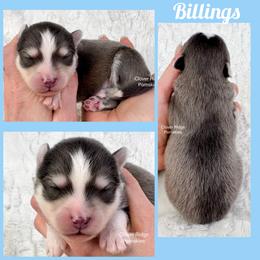 Billings - Blue male Pomsky puppy in Sheffield, Iowa from Clover Ridge Pomskies