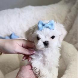 Louis - White male Maltese puppy in Mc Kinney, Texas from Made to Love Maltese LLC