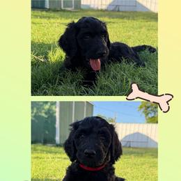 MT Nest's Jesse James - Black male Goldendoodle puppy in Clyde, Texas from MTNest Doodles