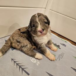 Black - Merle female Bernedoodle puppy in Shelby, North Carolina from Forever Grateful Doodles