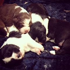 Karakachan Puppies from Karluk Acres Karakachans