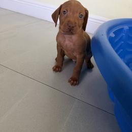 Vizsla Puppies from George Barsimantov