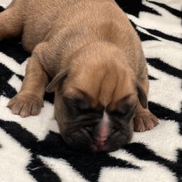 Boxer Puppies from PrideNJoy Boxers
