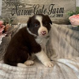 Winston - White and red male Border Collie puppy in Moody, Texas from Narrow Gate Farm