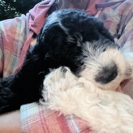 Labradoodle Puppies from Bear Creek Labradoodles