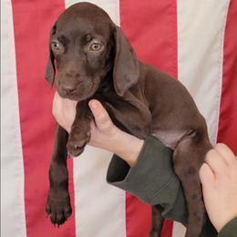 Penny Solid Liver - Liver female German Shorthaired Pointer puppy in Banning, California from ⭐🦆 So Cal on Point GSP'S🇺🇲🇩🇪 lg