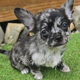 Chicago - Merle male Chihuahua puppy in Bowdon, Georgia from Paschal's Pups