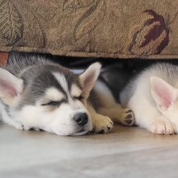 Siberian Huskies from Jessica's Siberian Huskies