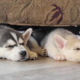 Siberian Huskies from Jessica's Siberian Huskies