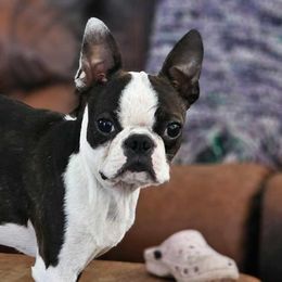 Boston Terriers and French Bulldogs from Willamette Valley Bullies