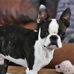 Boston Terriers and French Bulldogs from Willamette Valley Bullies