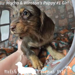 Puppy 1 - Chocolate and tan female Dachshund puppy in Anamosa, Iowa from Melsh Precious Pets