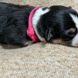 Pink collar - Black and tan female American Corgi puppy in Omaha, Arkansas from DnD Corgis
