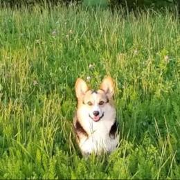 Pembroke Welsh Corgi All Grown Up from Owenby's Corgi's