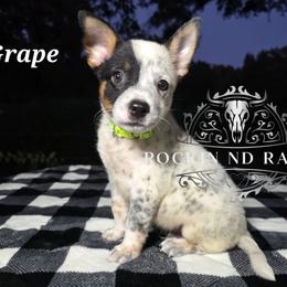 Grape - Blue male Australian Cattle Dog puppy in Silsbee, Texas from Rockin ND Ranch