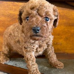 Maple - Red  female Poodle puppy in Lawrenceburg, Tennessee from LUV Poodles and Maltipoos