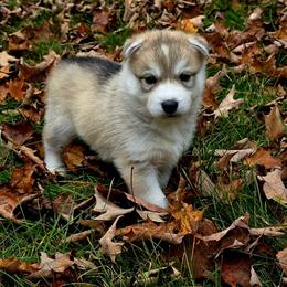 Boy1 - Gray and white male Siberian Husky puppy in Oscoda, Michigan from Sstar
