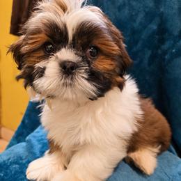 Honey - Brindle female Shih Tzu puppy in Stroudsburg, Pennsylvania from Puppyville Pa Shih Tzu & frenchies