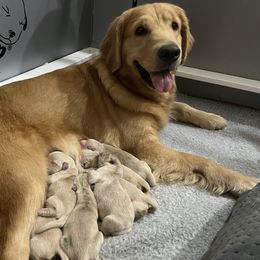 Green - Light golden Golden Retriever puppy in Trenton, Texas from Scout's Legacy Golden Retrievers