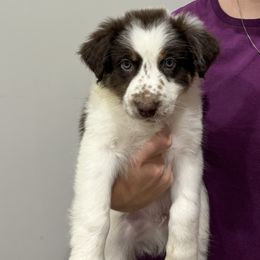 Wilbur - Companion Cross puppy from Mid-Ohio Australian shepherds