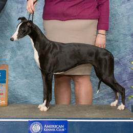 Whippets from RAJOPA WHIPPETS
