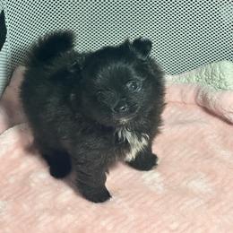 Bonnie - Black female Pomeranian puppy in Kansas City, Missouri from S&K Pomeranians