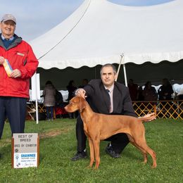 Lily - Vizsla