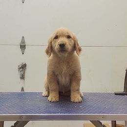 Golden Retriever Puppies from KM Golden Retrievers