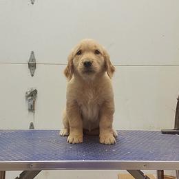 Golden Retriever Puppies from KM Golden Retrievers