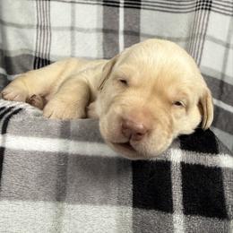 Pam - Yellow female Labrador Retriever puppy in Great Falls, Montana from Yogo Point Kennels