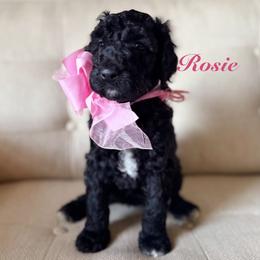 Rose - Black female Poodle puppy in Fishers, Indiana from Grace Haven Poodles