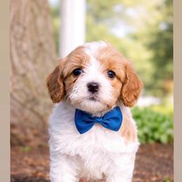 Liam - White male Cavapoo puppy in Ormond Beach, Florida from Florida Coast Doodles