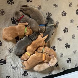 Orange collar - Fox red male Dilute Retriever puppy in Douglass, Kansas from JP Kennels, LLC
