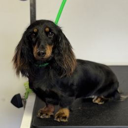 Dachshunds and Pembroke Welsh Corgis from Polly’s Farm