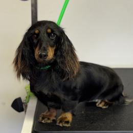 Dachshunds and Pembroke Welsh Corgis from Polly’s Farm