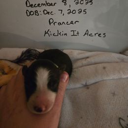 Prancer - Black male Border Collie puppy in Chariton, Iowa from Kickin It Acres BCs