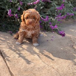 Fiona - Red  female Poodle puppy in California from Tinkerpups