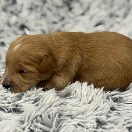 Cooper - Red  male Goldendoodle puppy in Ambrose, Georgia from Brandilyn's Aussies