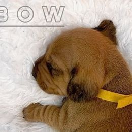 Bow - Red Dachshund puppy in Washington, Indiana from The Pupsqueakery