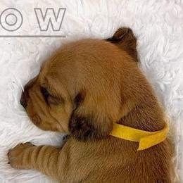 Bow - Red Dachshund puppy in Washington, Indiana from The Pupsqueakery