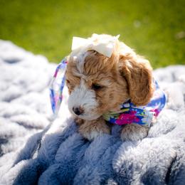 Poodle Puppies from Doodle Puppy Parti