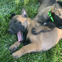 Belgian Malinois Puppies from Tehachapi Malinois