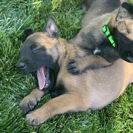 Belgian Malinois Puppies from Tehachapi Malinois