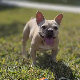 Karma - French Bulldog